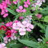 Dianthus barbatus 'Diabunda Mix'_1.JPG