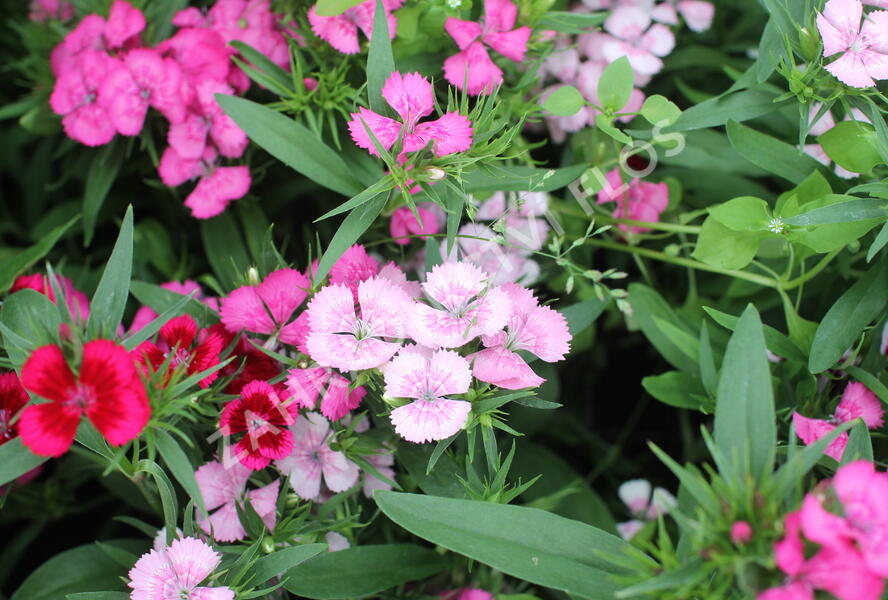 Hvozdík vousatý 'Diabunda Mix' - Dianthus barbatus 'Diabunda Mix'