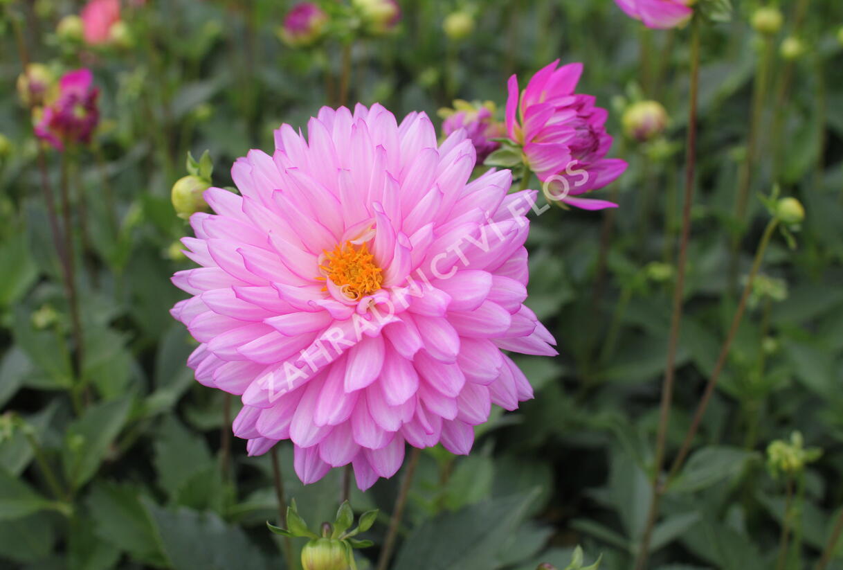Jiřina XXL 'Veracruz' - Dahlia XXL 'Veracruz'