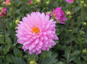 Jiřina XXL 'Veracruz' - Dahlia XXL 'Veracruz'