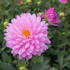 Dahlia XXL 'Veracruz'_1.JPG