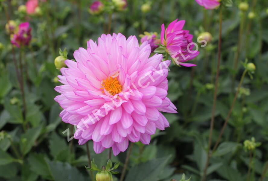 Jiřina XXL 'Veracruz' - Dahlia XXL 'Veracruz'