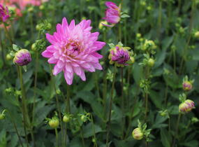 Jiřina XXL 'Veracruz' - Dahlia XXL 'Veracruz'