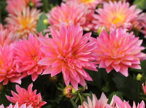 Jiřina XXL 'Merida' - Dahlia XXL 'Merida'