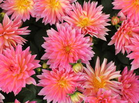 Jiřina XXL 'Merida' - Dahlia XXL 'Merida'