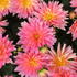 Dahlia XXL 'Merida'.JPG
