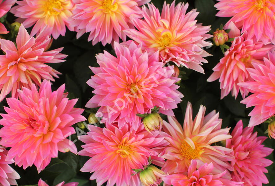 Jiřina XXL 'Merida' - Dahlia XXL 'Merida'