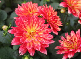 Jiřina XXL 'Tabasco' - Dahlia XXL 'Tabasco'