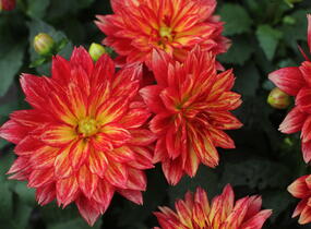 Jiřina XXL 'Tabasco' - Dahlia XXL 'Tabasco'