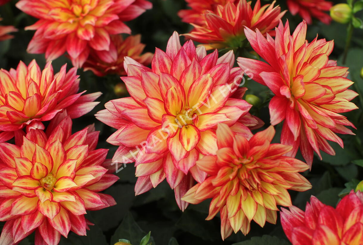 Jiřina XXL 'Tabasco' - Dahlia XXL 'Tabasco'