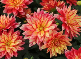 Jiřina XXL 'Tabasco' - Dahlia XXL 'Tabasco'