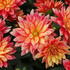 Dahlia XXL 'Tabasco'.JPG