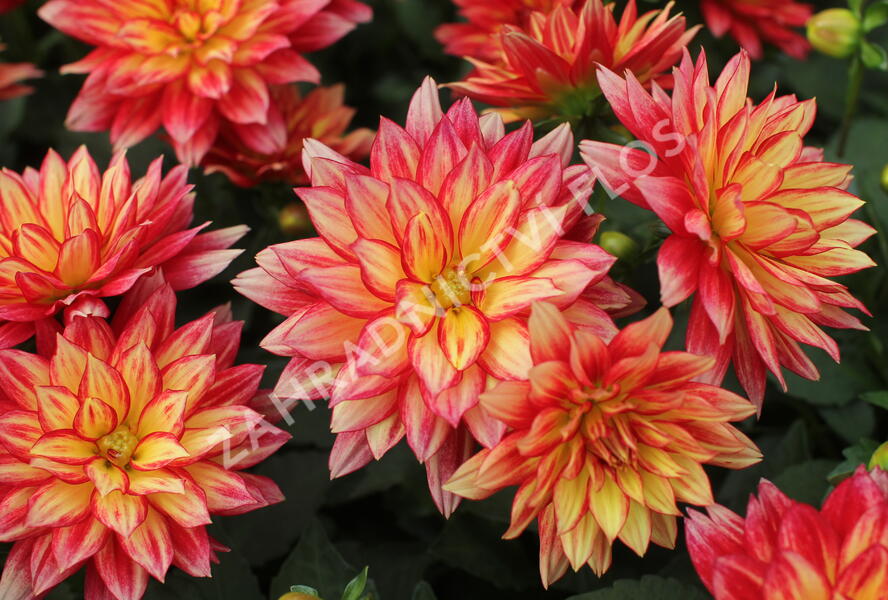 Jiřina XXL 'Tabasco' - Dahlia XXL 'Tabasco'