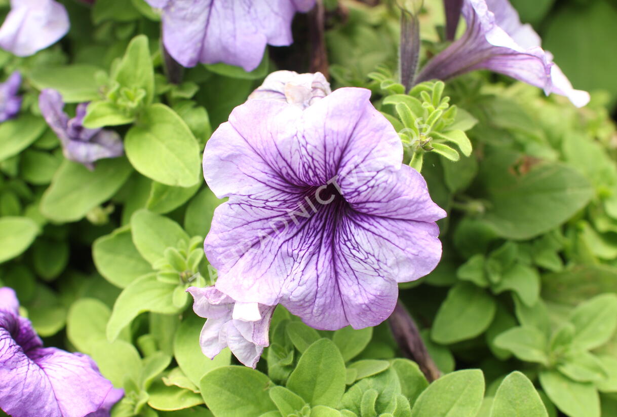 Petúnie velkokvětá 'Finity Blue Vein' - Petunia grandiflora 'Finity Blue Vein'