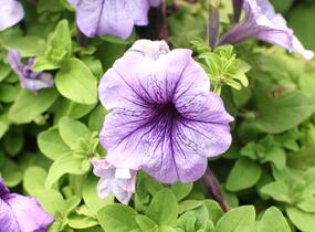Petúnie velkokvětá 'Finity Blue Vein' - Petunia grandiflora 'Finity Blue Vein'