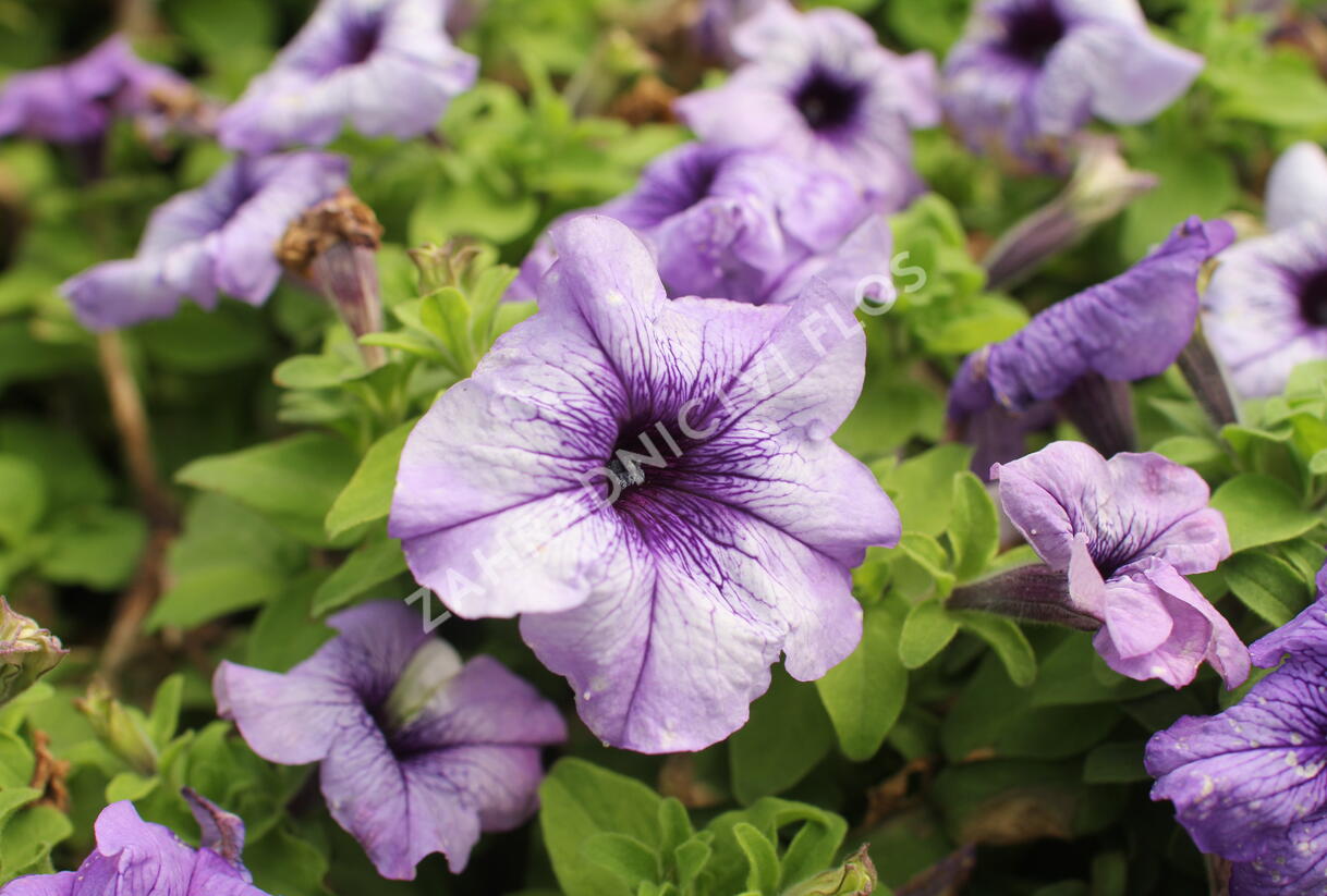 Petúnie velkokvětá 'Finity Blue Vein' - Petunia grandiflora 'Finity Blue Vein'