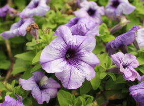 Petúnie velkokvětá 'Finity Blue Vein' - Petunia grandiflora 'Finity Blue Vein'
