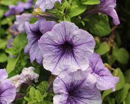 Petúnie velkokvětá 'Finity Blue Vein'
