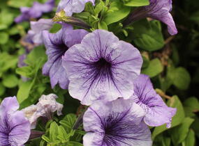 Petúnie velkokvětá 'Finity Blue Vein' - Petunia grandiflora 'Finity Blue Vein'