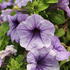 Petunia grandiflora 'Finity Blue Vein'_2.JPG