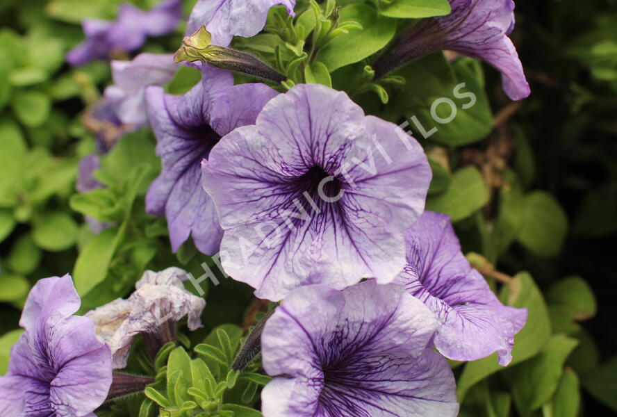Petúnie velkokvětá 'Finity Blue Vein' - Petunia grandiflora 'Finity Blue Vein'