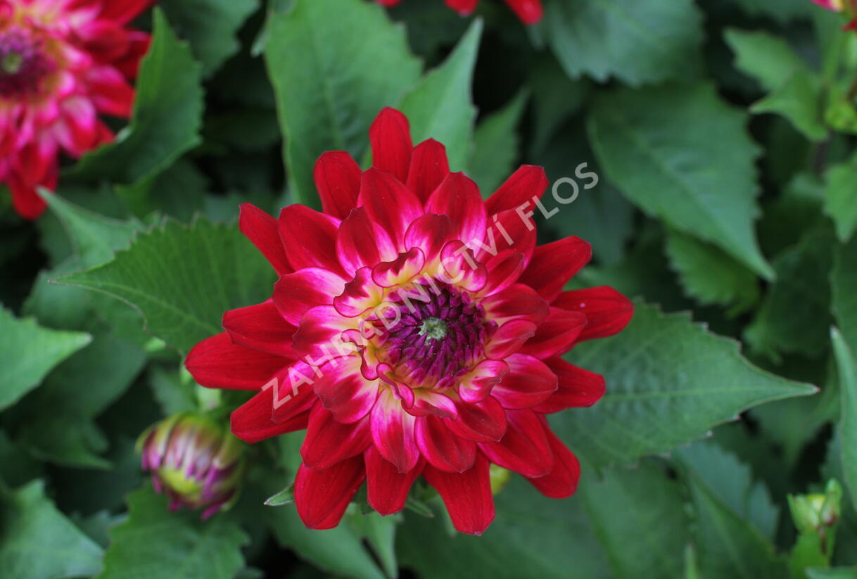 Jiřina XXL 'Raspberry Ice' - Dahlia XXL 'Raspberry Ice'
