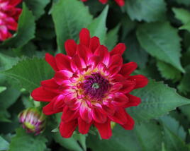 Jiřina XXL 'Raspberry Ice'