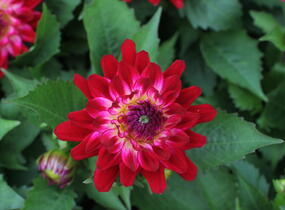 Jiřina XXL 'Raspberry Ice' - Dahlia XXL 'Raspberry Ice'