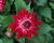 Jiřina XXL 'Raspberry Ice'