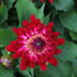 Dahlia XXL 'Raspberry Ice'_1.JPG