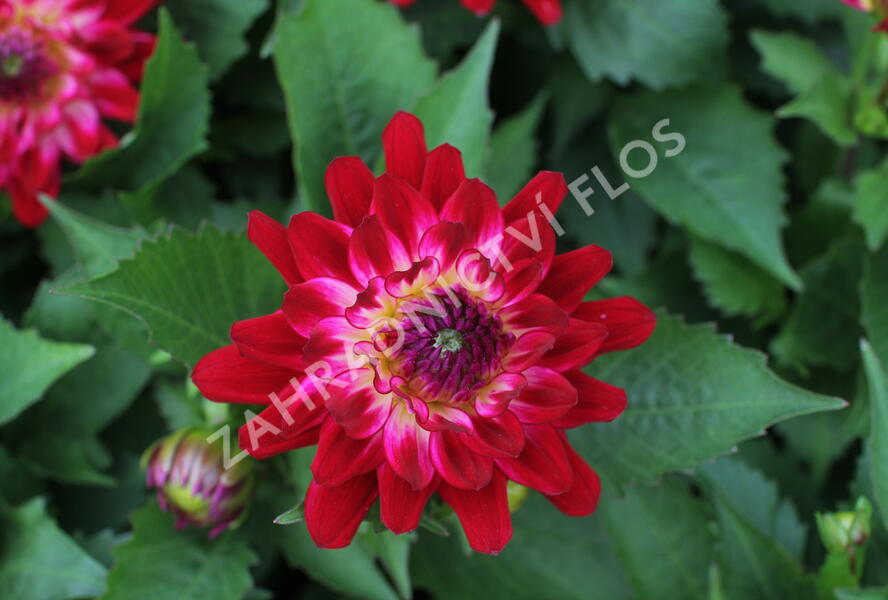 Jiřina XXL 'Raspberry Ice' - Dahlia XXL 'Raspberry Ice'