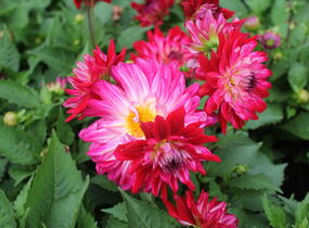 Jiřina XXL 'Raspberry Ice' - Dahlia XXL 'Raspberry Ice'
