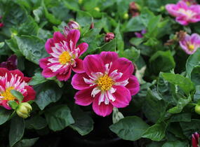 Jiřina 'Labella Medio Fun Rose Fun' - Dahlia 'Labella Medio Fun Rose Fun'