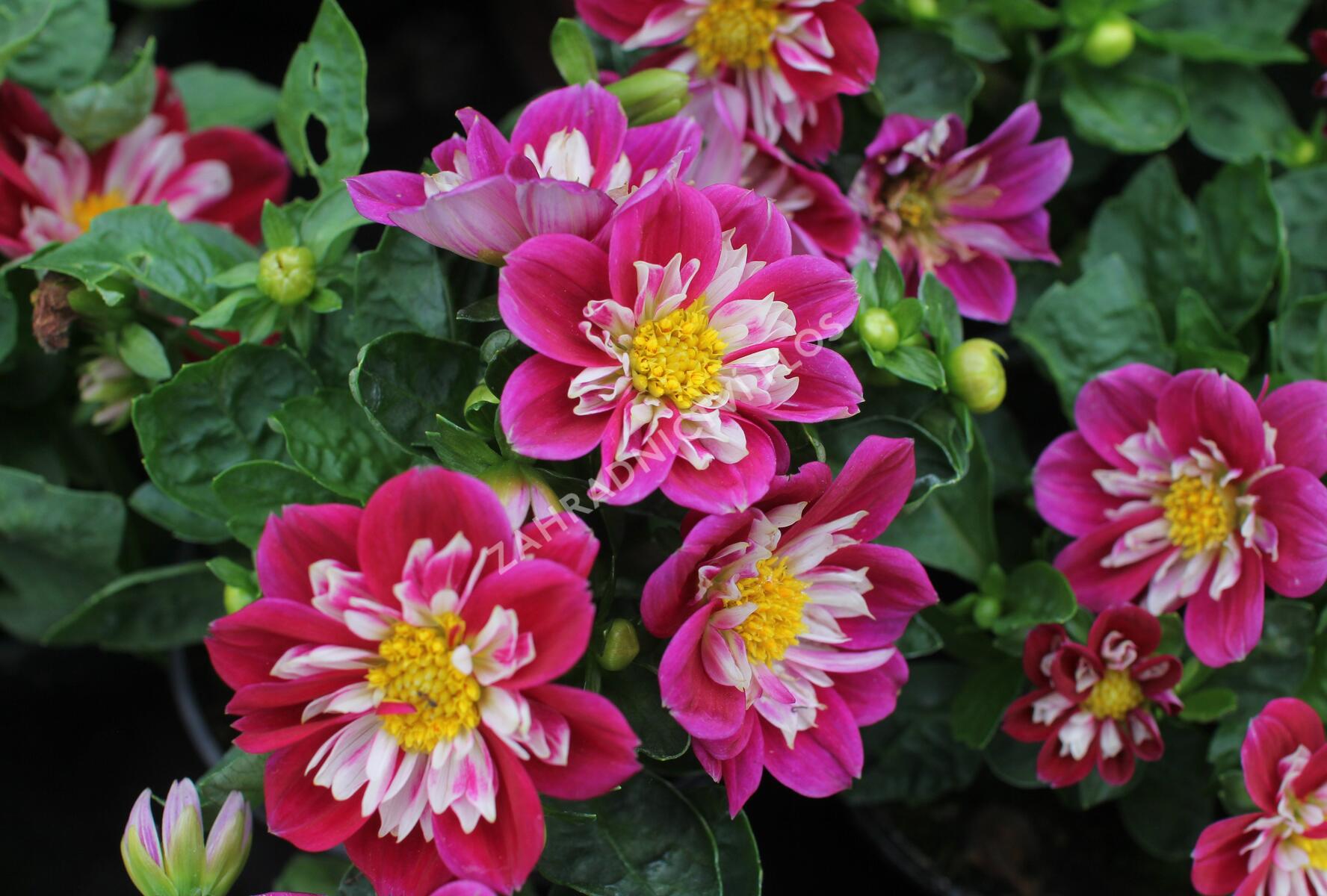 Jiřina 'Labella Medio Fun Rose Fun' - Dahlia 'Labella Medio Fun Rose ...