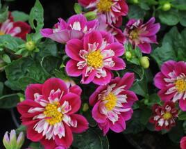 Jiřina 'Labella Medio Fun Rose Fun'
