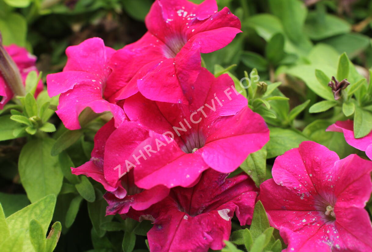 Petúnie velkokvětá 'Finity Rose' - Petunia grandiflora 'Finity Rose'
