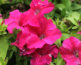 Petúnie velkokvětá 'Finity Rose'