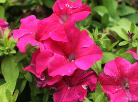 Petúnie velkokvětá 'Finity Rose' - Petunia grandiflora 'Finity Rose'