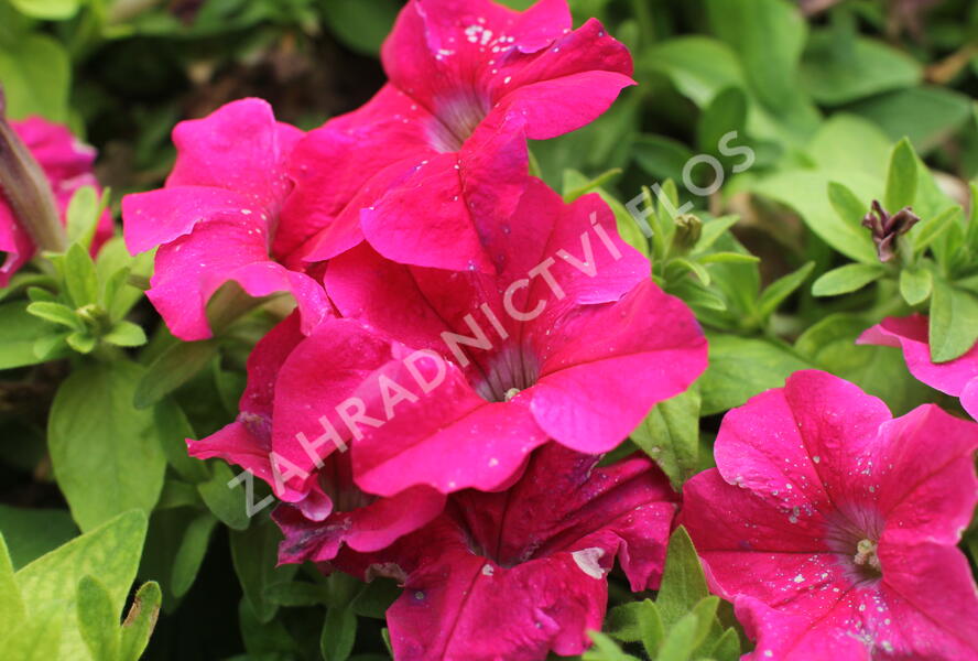 Petúnie velkokvětá 'Finity Rose' - Petunia grandiflora 'Finity Rose'