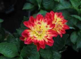 Jiřina 'Labella Medio Fun Flame' - Dahlia 'Labella Medio Fun Flame'