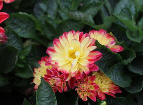 Jiřina 'Labella Medio Fun Flame' - Dahlia 'Labella Medio Fun Flame'