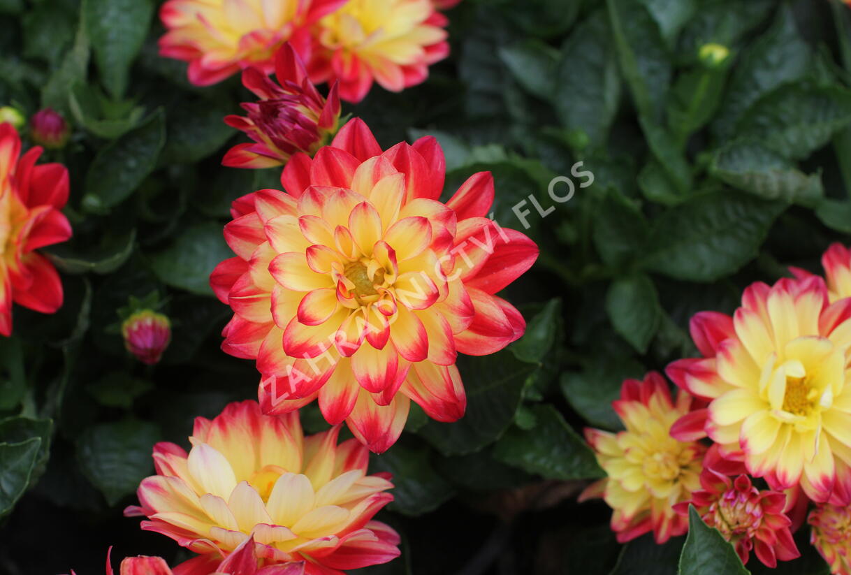 Jiřina 'Labella Medio Fun Flame' - Dahlia 'Labella Medio Fun Flame'