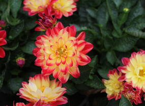 Jiřina 'Labella Medio Fun Flame' - Dahlia 'Labella Medio Fun Flame'