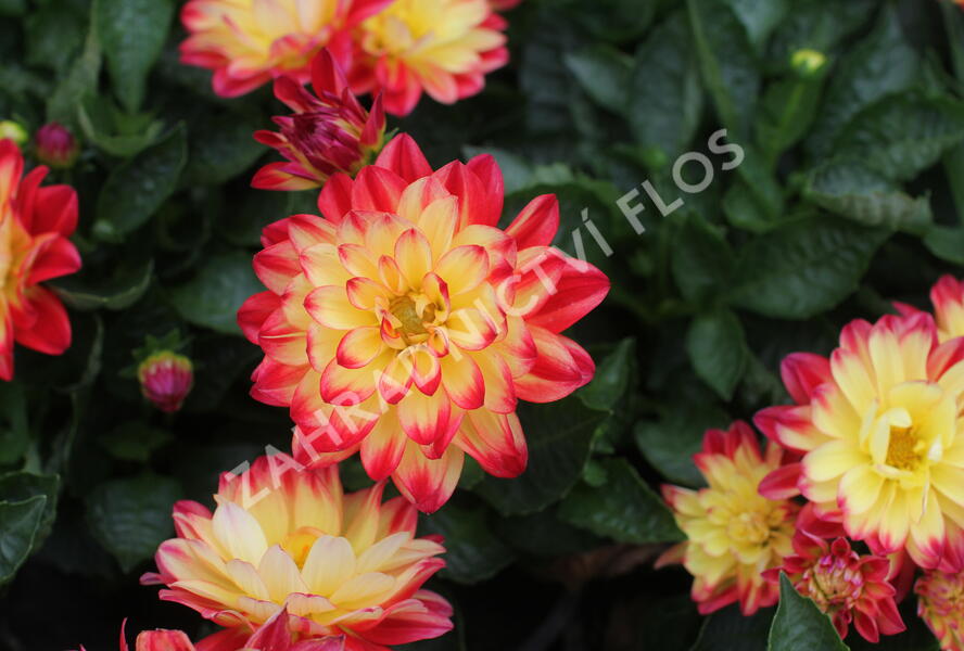 Jiřina 'Labella Medio Fun Flame' - Dahlia 'Labella Medio Fun Flame'