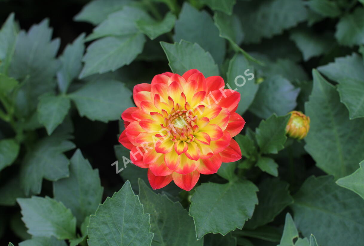 Jiřina 'DahLove Power Yellow Orange' - Dahlia 'DahLove Power Yellow Orange'