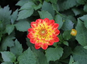 Jiřina 'DahLove Power Yellow Orange' - Dahlia 'DahLove Power Yellow Orange'