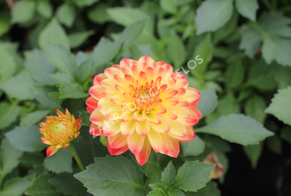 Jiřina 'DahLove Power Yellow Orange' - Dahlia 'DahLove Power Yellow Orange'