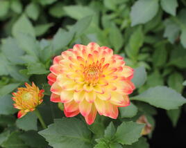 Jiřina 'DahLove Power Yellow Orange'