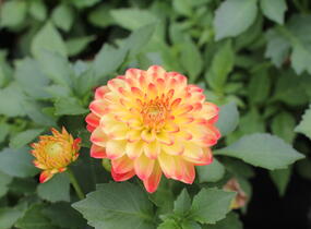 Jiřina 'DahLove Power Yellow Orange' - Dahlia 'DahLove Power Yellow Orange'