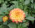 Jiřina 'DahLove Power Yellow Orange'